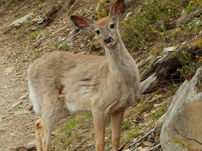 A curious deer stands on a rocky path in a beautiful wildlife setting.