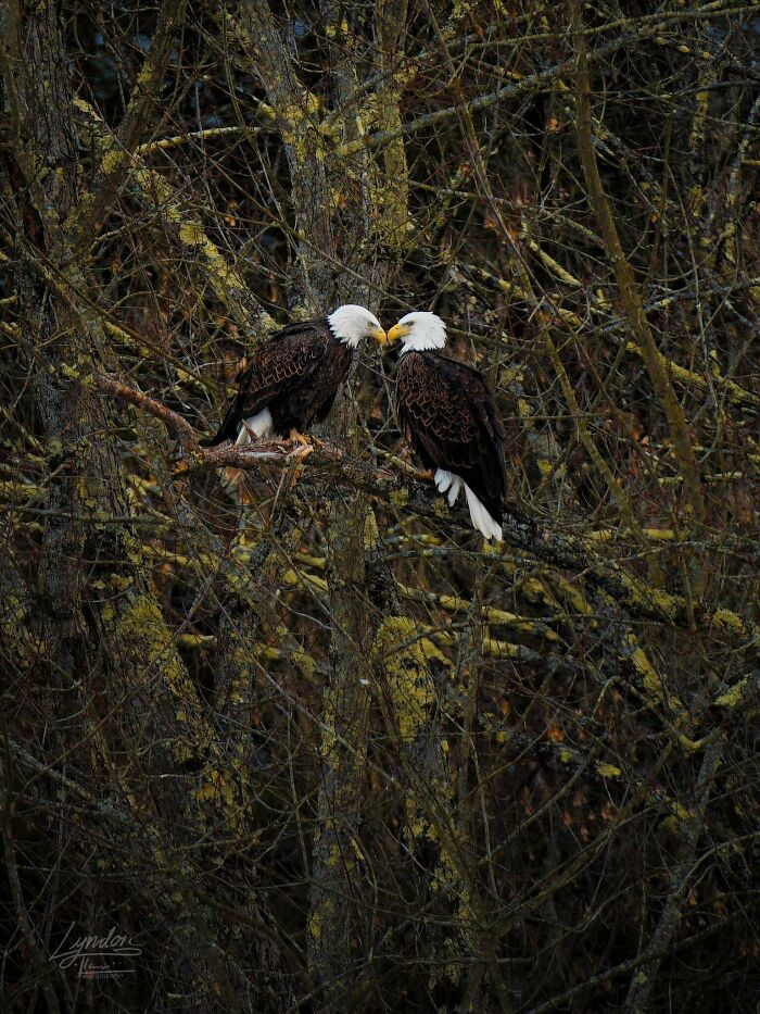 Two bald eagles perched closely on a branch in a dense forest, showcasing beautiful wildlife.