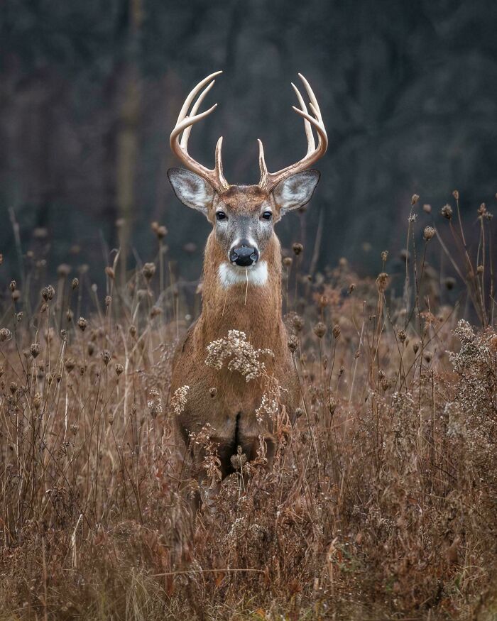Wildlife photograph of a buck with large antlers standing in a field of dry grass and wildflowers.