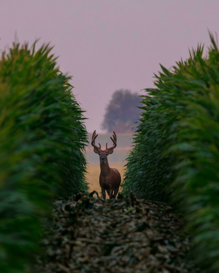 Deer standing between two rows of corn, showcasing beautiful and interesting wildlife in a natural setting.