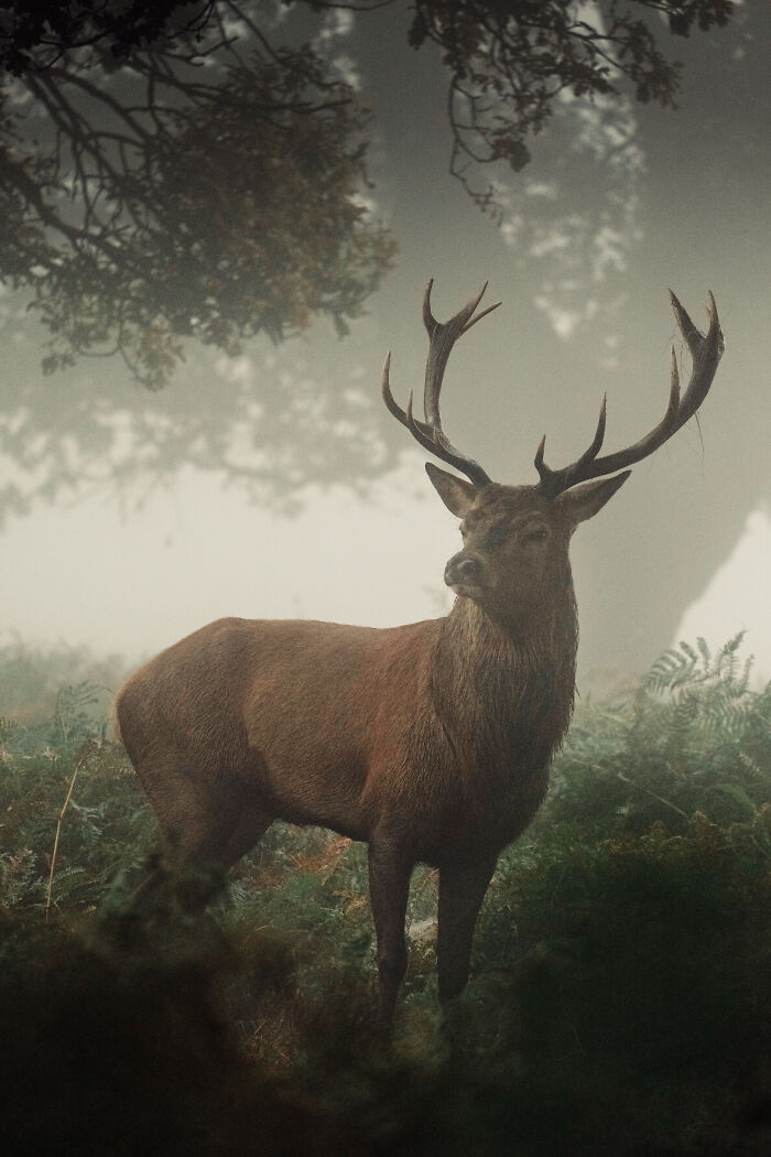 Wildlife photograph of a majestic deer with antlers standing in a misty forest, surrounded by ferns and trees.