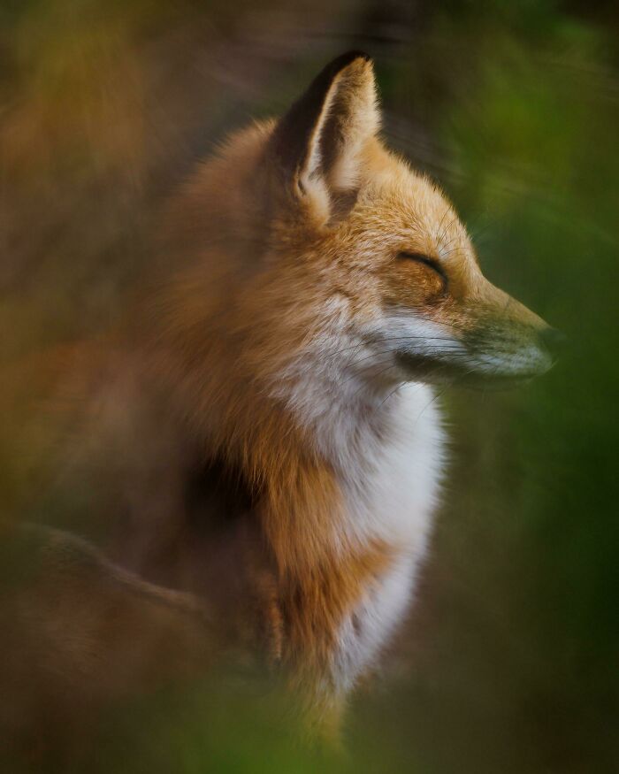 Serene fox with closed eyes amidst lush greenery, showcasing beautiful wildlife photography.