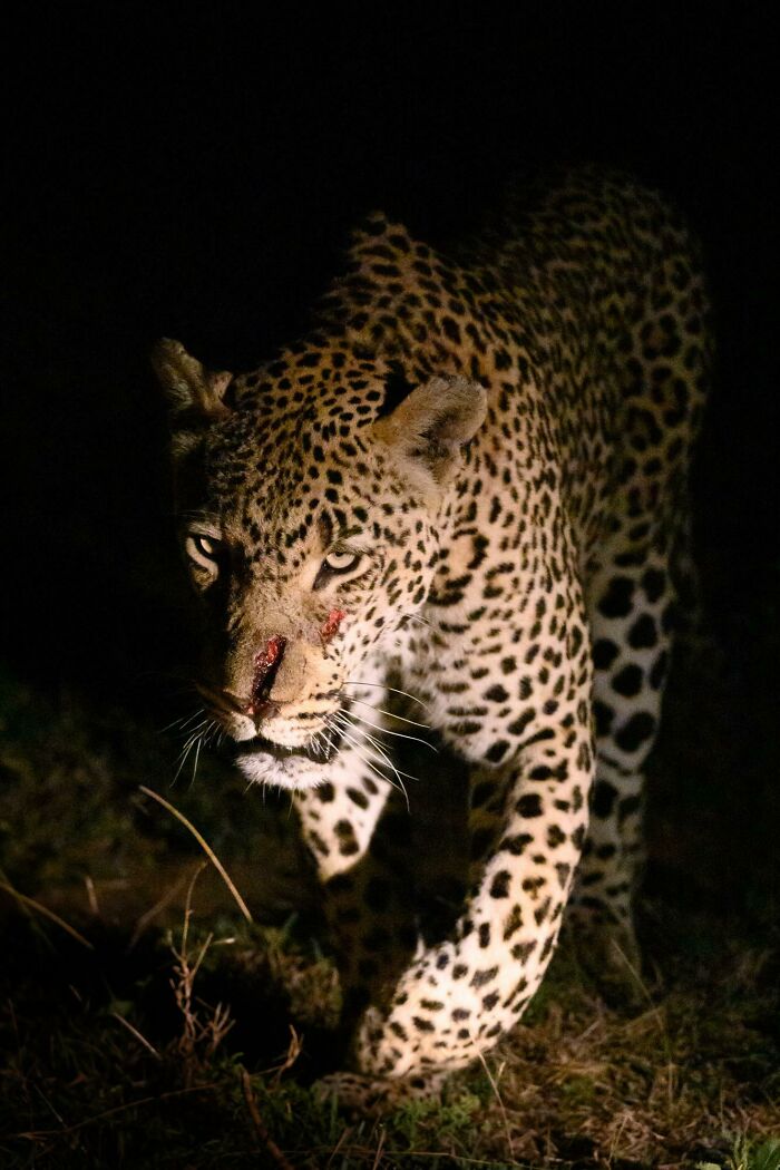 Wildlife photograph of a leopard prowling at night with a slight injury on its face, highlighting its spots and intense gaze.