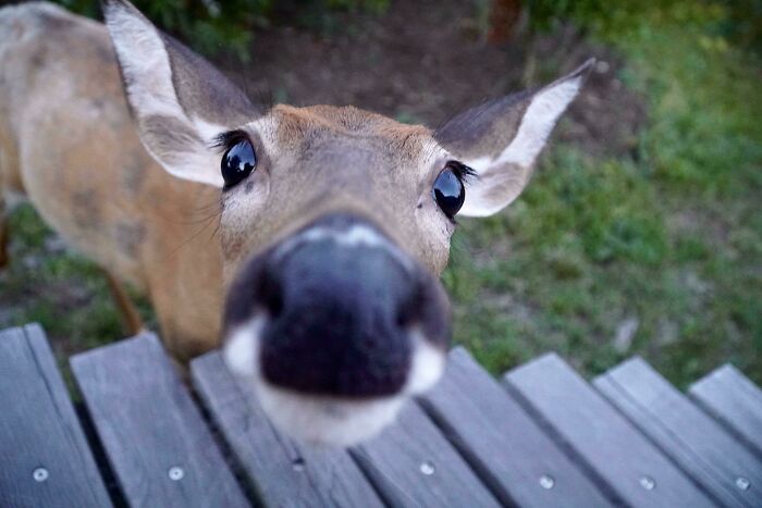 Close-up of a curious deer peering over a wooden bench, capturing stunning wildlife photography.