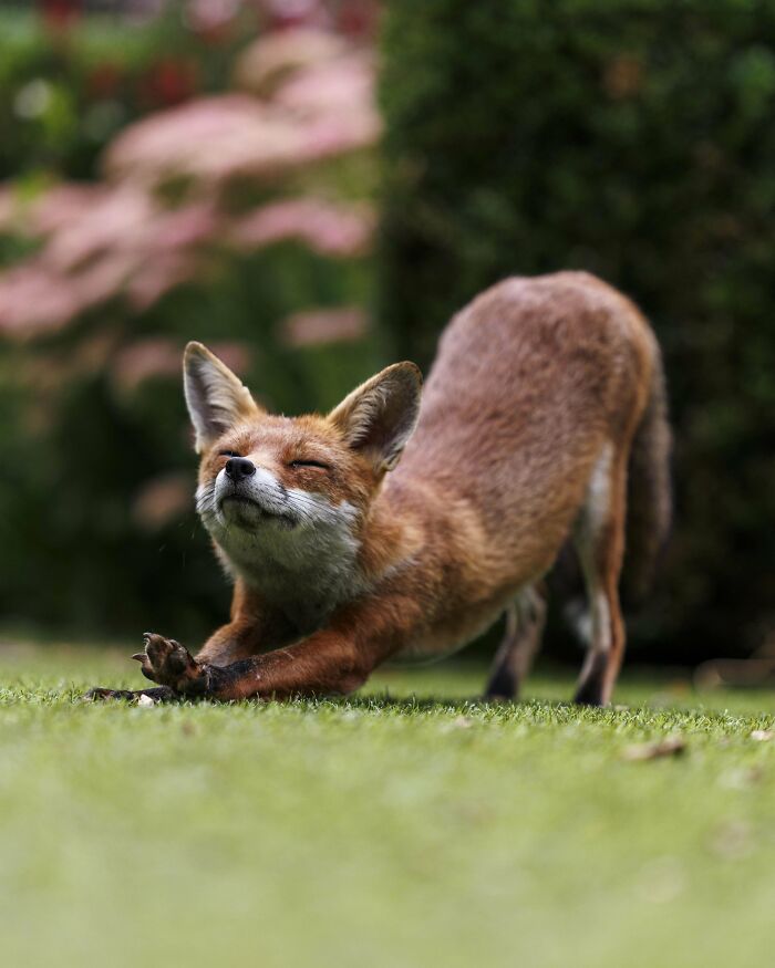A fox stretching gracefully in a natural setting, showcasing beautiful wildlife behavior.