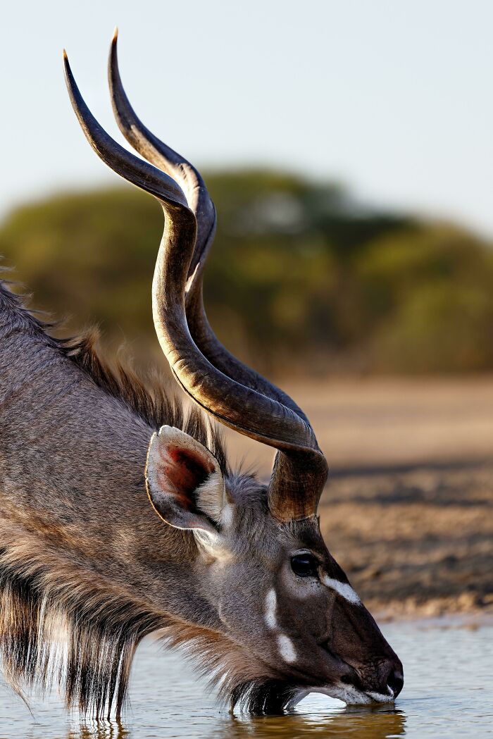 Wildlife photograph of a greater kudu with spiral horns, drinking water in a natural setting.