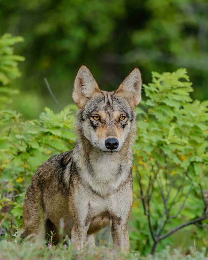 Wildlife photograph of a wolf standing alert in a lush green forest setting, highlighting its natural beauty.