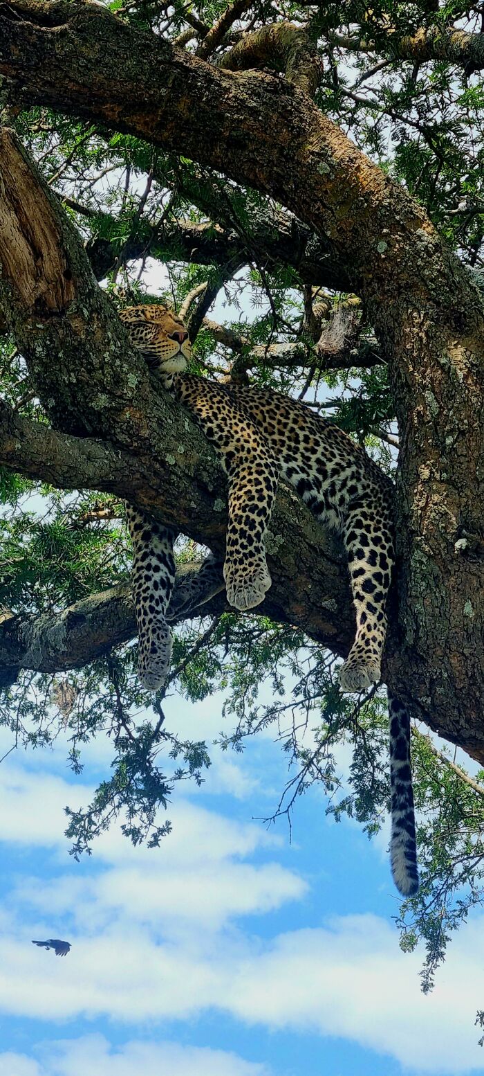 A beautiful leopard resting on a tree branch in the wild under a bright blue sky.