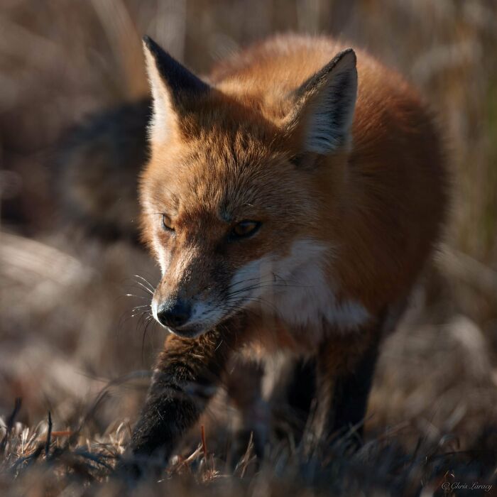 Red fox walking through grass, captured in a beautiful wildlife photograph, highlighting its rich fur and alert eyes.