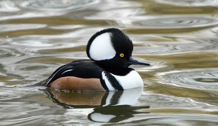 Beautiful wildlife photograph of a hooded merganser duck swimming in rippling water.