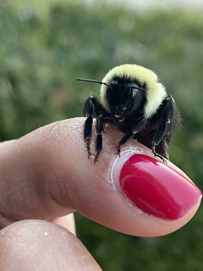 Bumblebee resting on a person's fingertip with vibrant red nail polish, showcasing beautiful wildlife.
