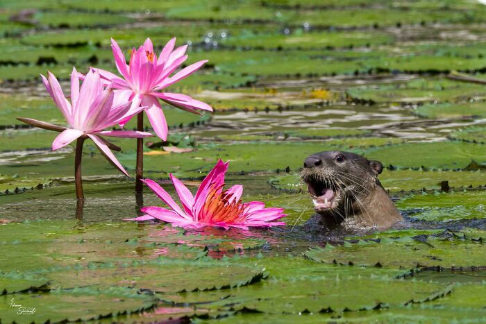 Otter swimming among vibrant pink water lilies in a lush, green pond, showcasing beautiful wildlife photography.