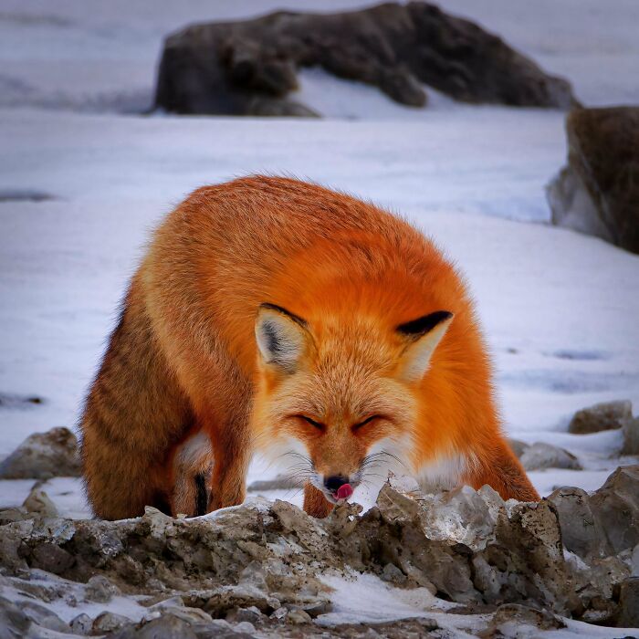 Red fox in snowy wilderness, showcasing beautiful wildlife in its natural habitat.