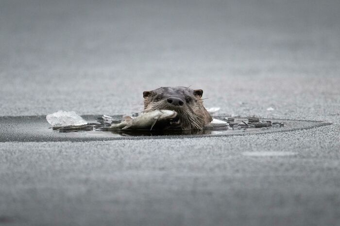 Wildlife photograph of an otter emerging from icy water holding a fish in its mouth.