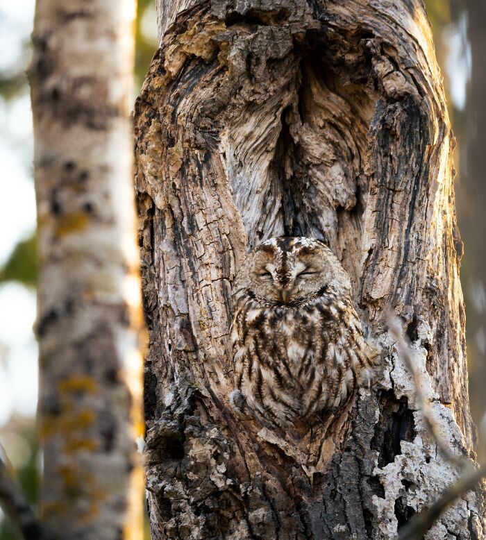 Wildlife photograph of a camouflaged owl blending seamlessly into a tree trunk in a forest setting.