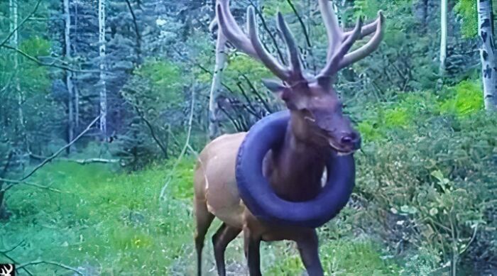 Elk with a tire around its neck walking through a forest, illustrating a fascinating wildlife fact.