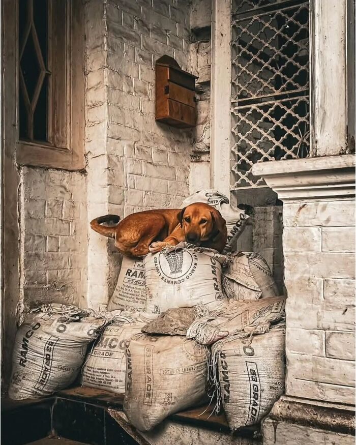 Dog resting on stacked cement bags in an urban scene, showcasing captivating street photography elements.