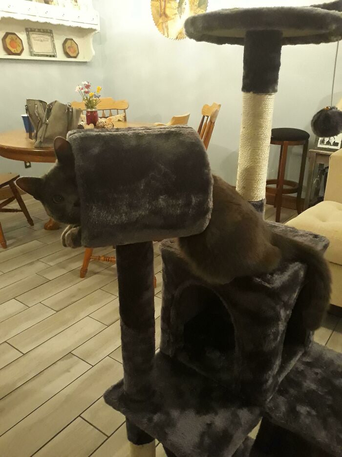 Cat struggling in a low-quality cat tower indoors.