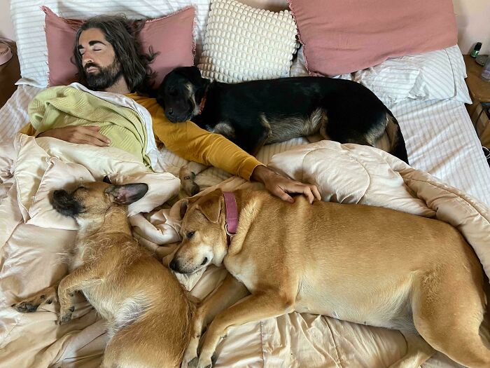 A man sleeping in bed with three dogs, evoking an accidental Renaissance painting style.