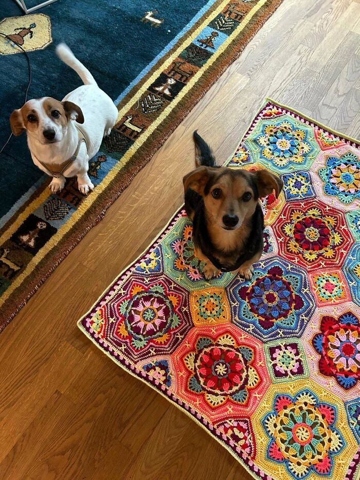 Two small dogs sitting on colorful crochet masterpieces with intricate floral patterns on a wooden floor.