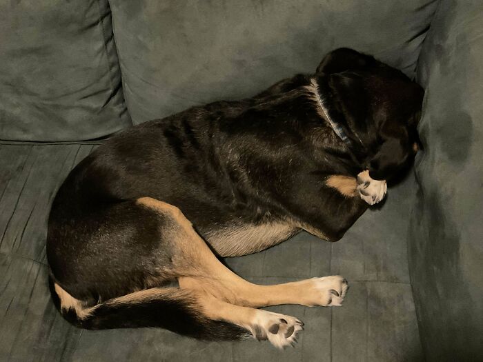 Dog curled up on a couch, hiding its face, illustrating funny malfunctioning behavior.