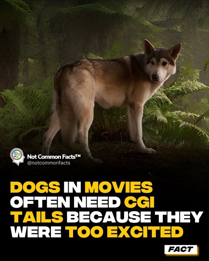Dog in a forest with text explaining CGI tails used in movies for excited dogs; world curiosity fact.