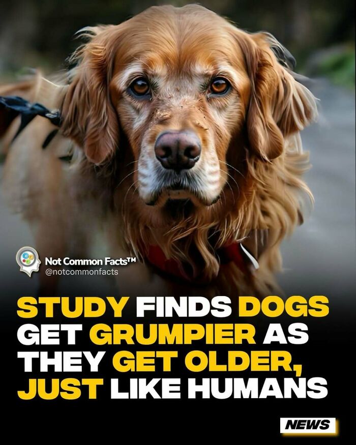 Golden retriever with text overlay about dogs getting grumpier with age, similar to humans, curious world facts.
