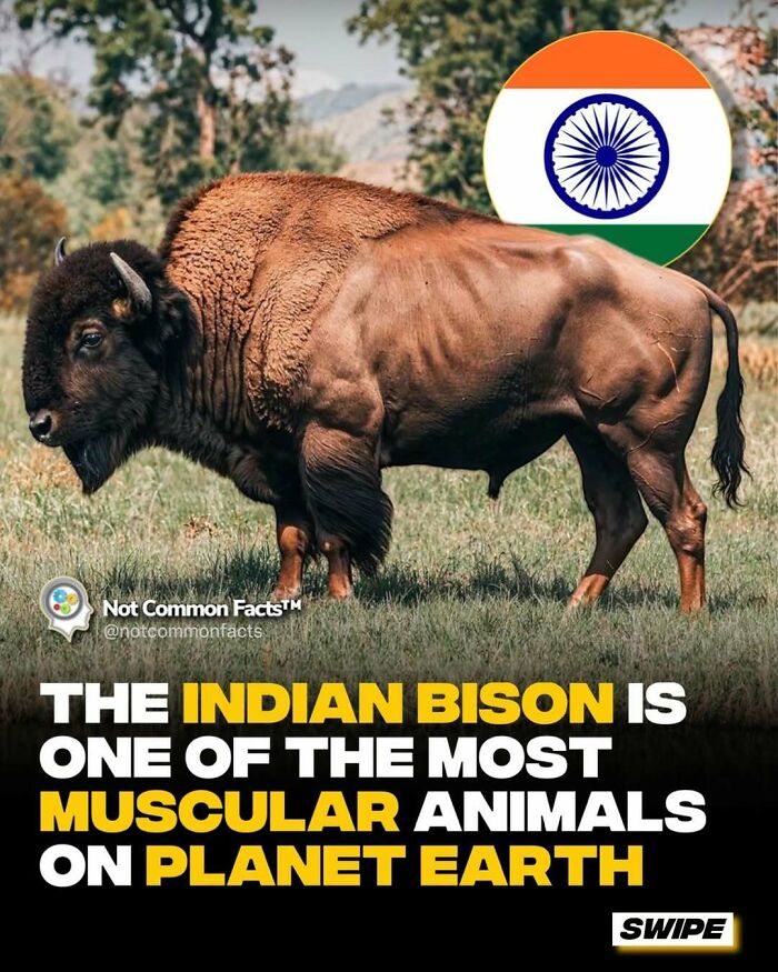 Indian bison, one of the most muscular animals on Earth, stands in a grassy field, with an Indian flag icon visible.