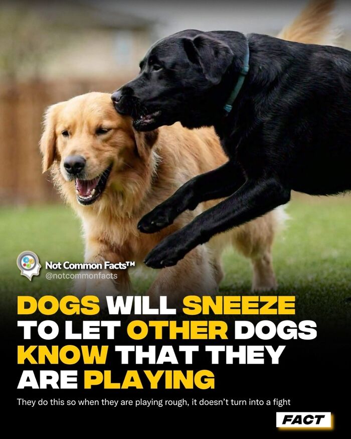 Curious dogs playing with a sneeze to signal it's just fun, not a fight.