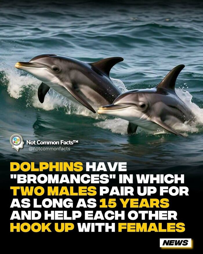 Two dolphins leap from the ocean, highlighting curious facts about dolphin partnerships lasting up to 15 years.