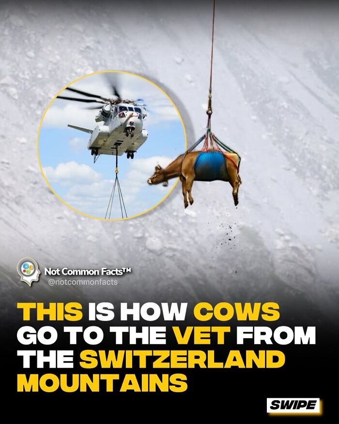 Helicopter airlifts a cow from Switzerland mountains for veterinary care, highlighting curious world facts.