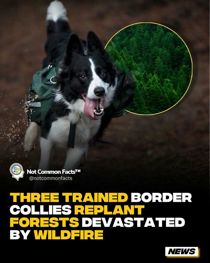 Border collie in forest, aiding replanting efforts in wildfire-devastated areas.