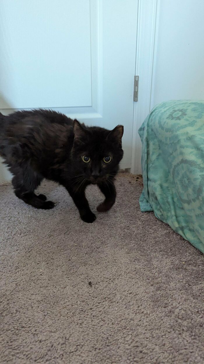 Black cat exploring a carpeted room, showcasing the delight of adopted pets in January.