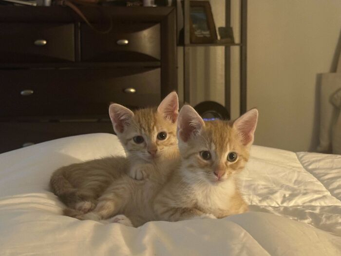 Two adorable kittens lounging on a white bed, showcasing proud pet owners' delightful January adoptions.