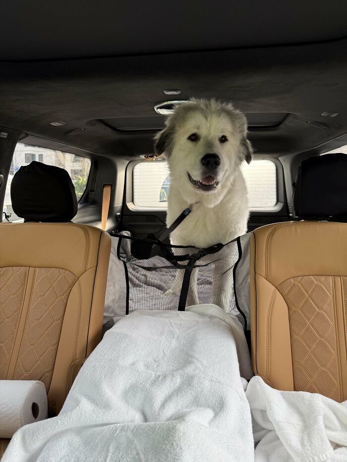 Fluffy dog sitting excitedly in a car, showcasing a delightful pet adopted by a proud pet owner.