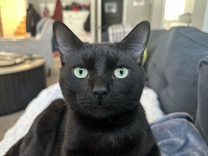 Black cat with green eyes laying on a couch, proudly adopted by pet owners.