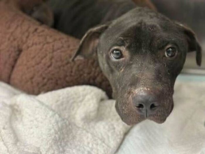 A delightful adopted pet dog resting in a cozy brown bed.
