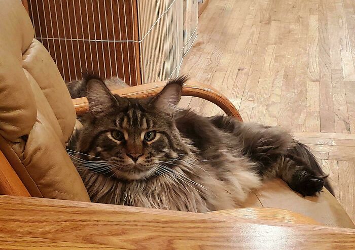 Fluffy cat lounging on a wooden chair, proudly adopted by a pet owner.