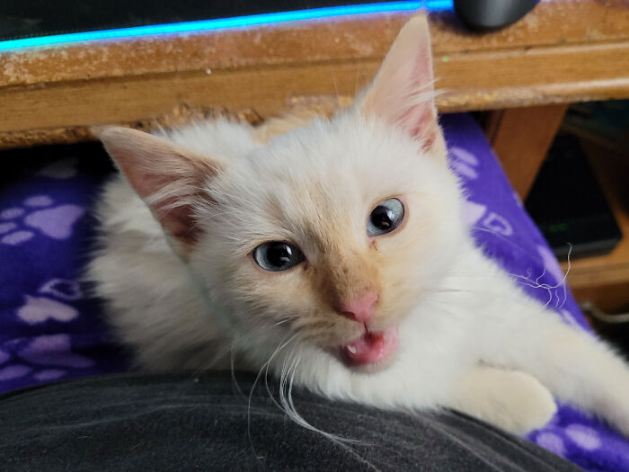 Fluffy white kitten with blue eyes, lying on a purple patterned blanket, looking up at the camera, adopted by proud pet owners.