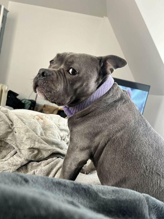 Adopted pet dog with a purple collar on a bed, looking back.