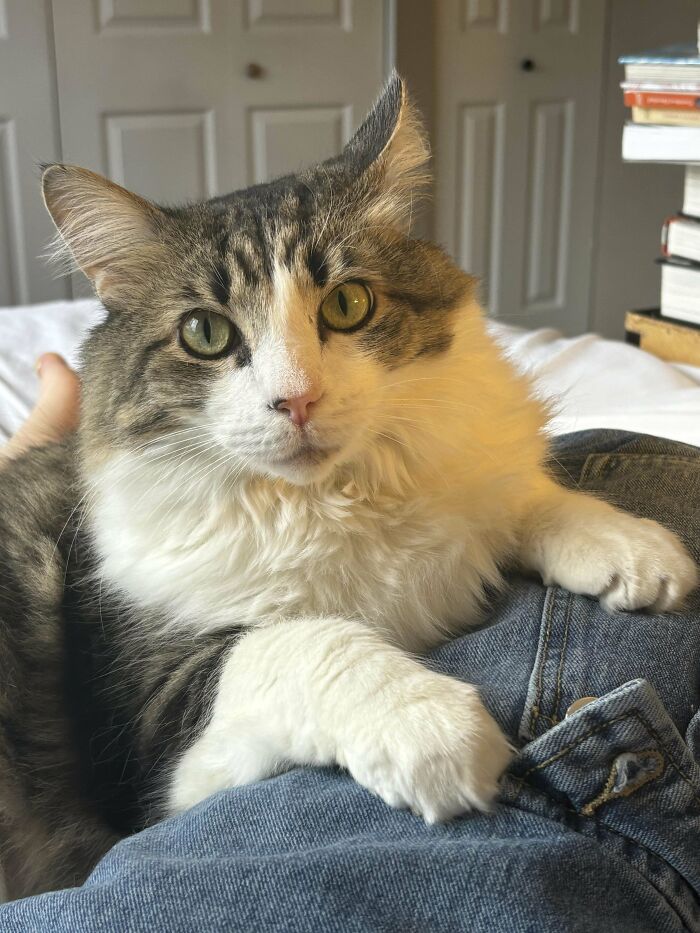 Fluffy cat resting on a person's lap, showcasing pets adopted in January.