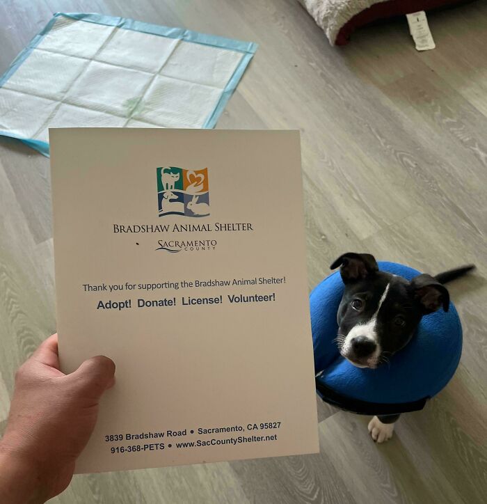 "New pet owner holds adoption certificate from Bradshaw Animal Shelter with a puppy wearing a recovery cone."
