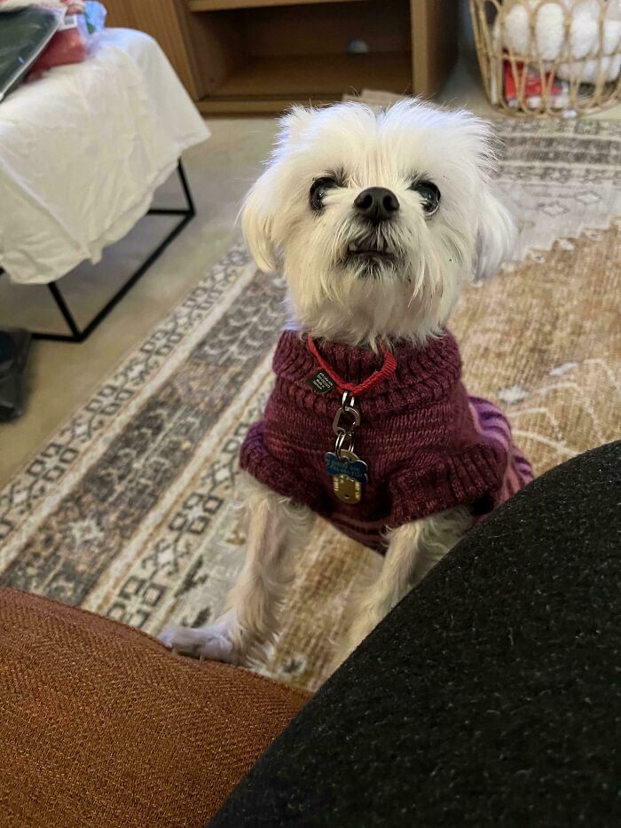 Adopted pet dog in a cozy sweater, standing on a patterned rug at home.