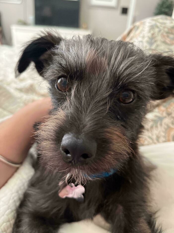 A delightful adopted pet, a small black dog, looking at the camera while resting on a patterned bedspread.