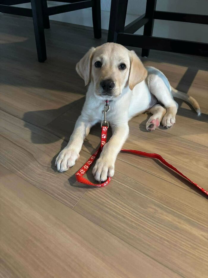 A delightful adopted puppy with a red leash lying on a wooden floor.