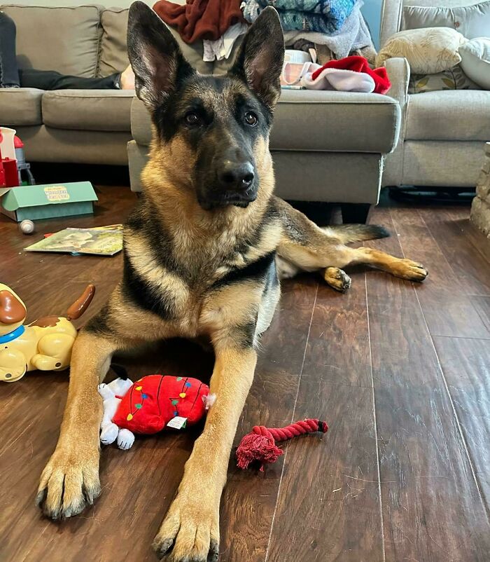 German Shepherd dog lying on the floor with toys, proudly adopted by pet owners in January.