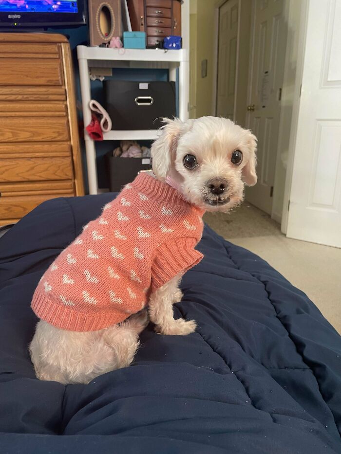 A small dog in a pink sweater, one of many delightful pets adopted by proud owners.