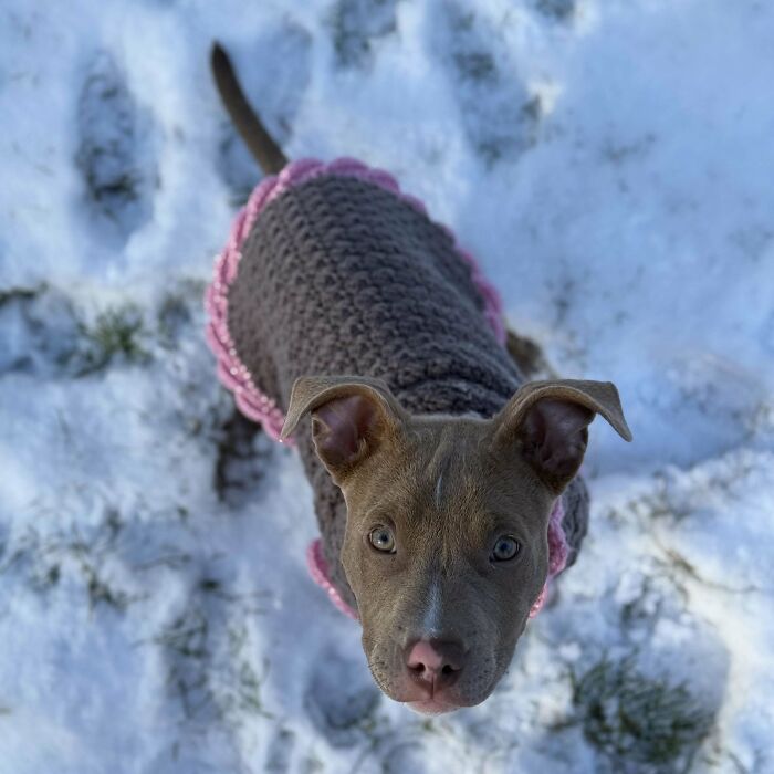 A newly adopted puppy in a cute sweater stands on snow, embodying a pet owner’s delight.