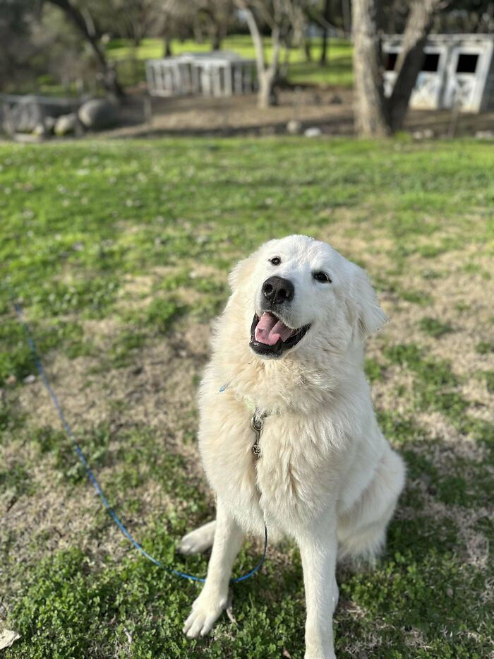 Happy adopted dog sitting on grass, showcasing proud pet owner's delight.