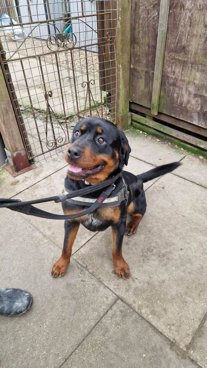 Happy Rottweiler on a leash, recently adopted by a proud pet owner.